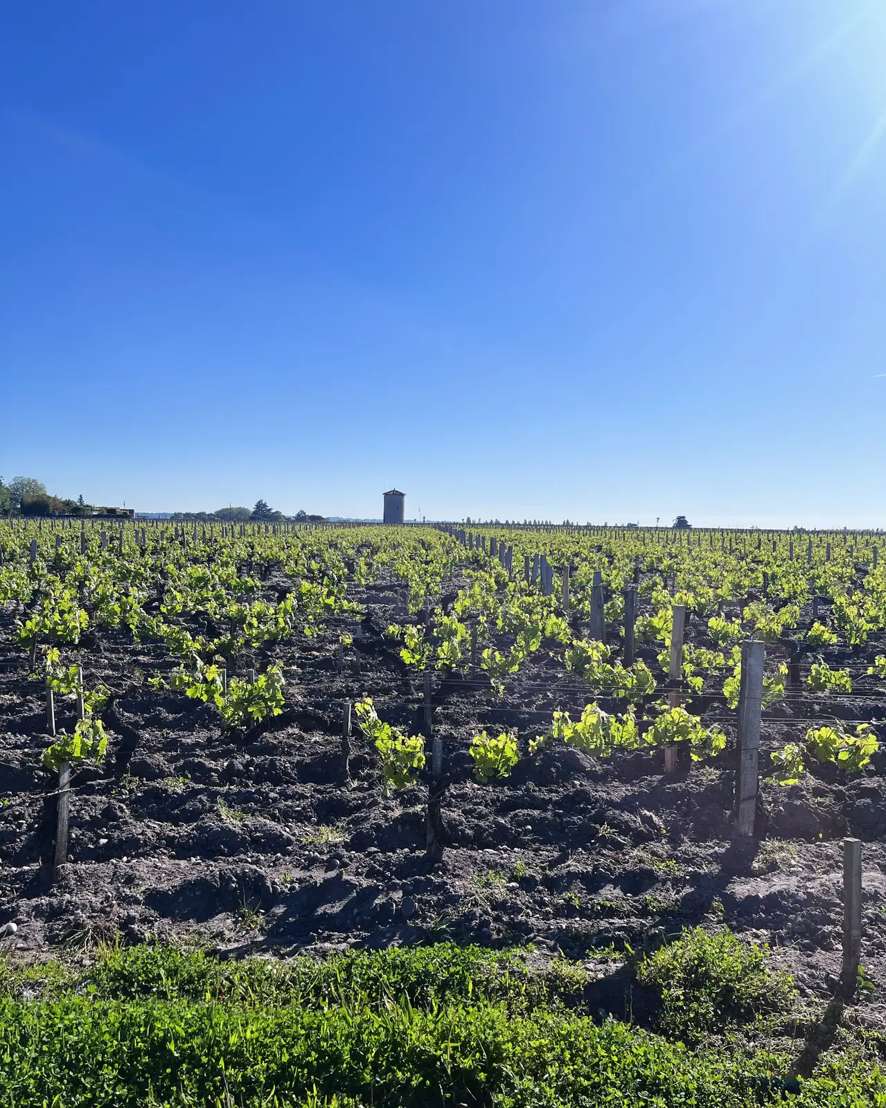 Vignes et moulin